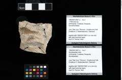 Foto (Objket + Etiketten) von ? Pithonoton sp. 